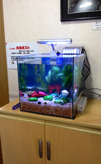 60cm海水水槽 熱帯魚レンタルｎ ａ