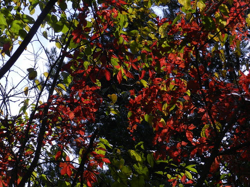 naturenotesDSCN9790