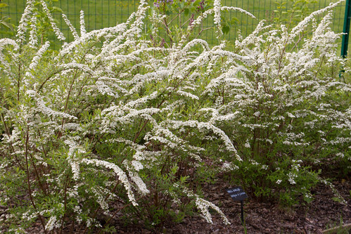 Hall enelas / Spiraea X cinerea