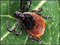 Garrapata que causa borreliosis (FOTO: WCS)