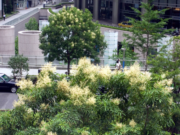 シマトリネコだと思っていたシマトネリコ Kk ｓ Blog