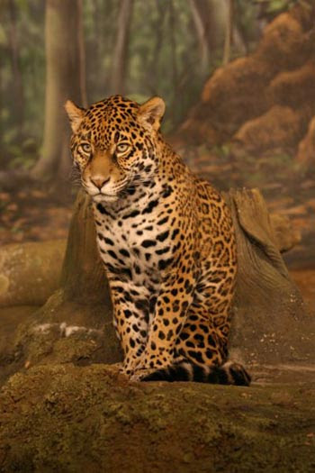 Jaguar Animal