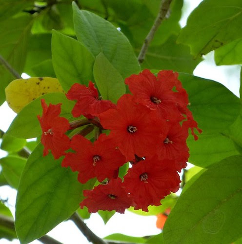 P1150614