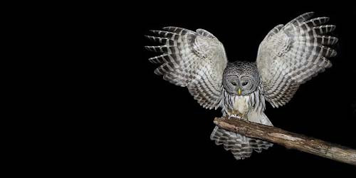  Gambar  Burung  Hantu  Paling  Seram 