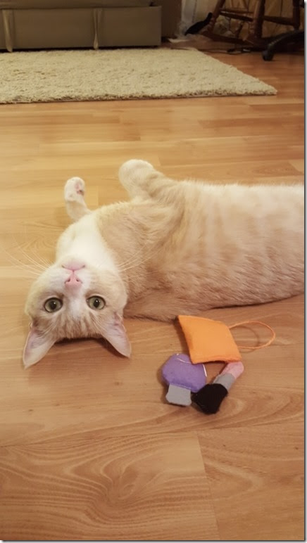 cute cat time (450x800)