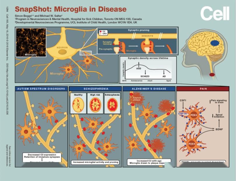 平面作图 小胶质细胞2 绘图