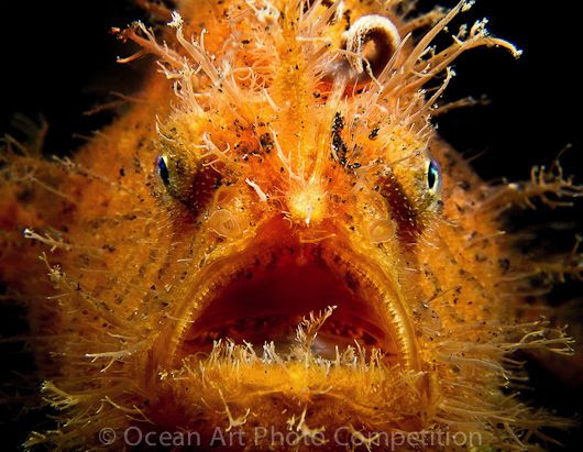 Previous winner: compact macro catgory