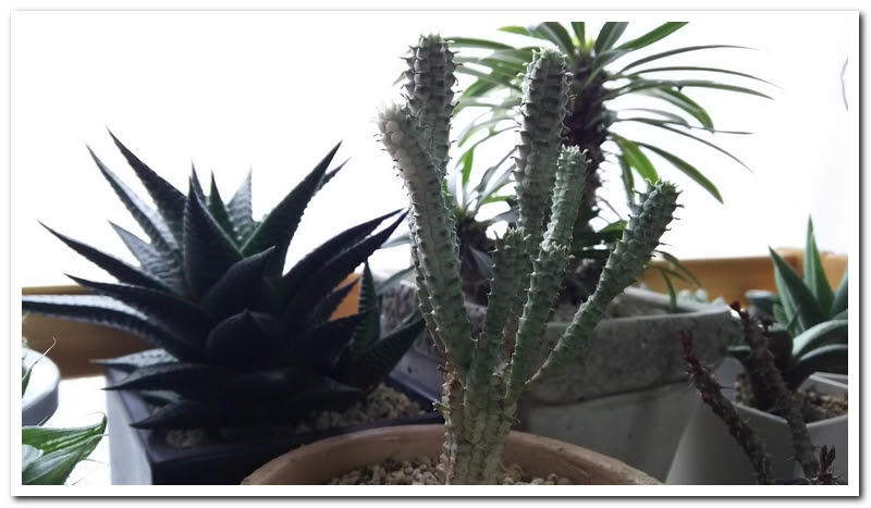 ユーフォルビアのカットとかサボテン水耕の準備とか 多肉植物