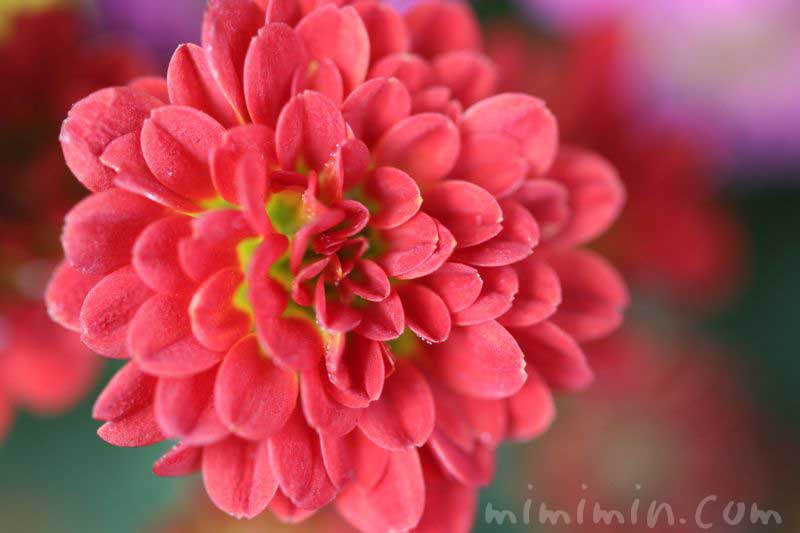 小菊の花の写真 花言葉 名前の由来 みみみんブログ