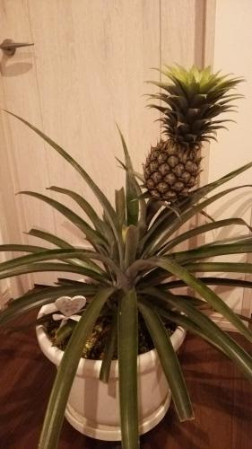 綺麗なパイナップル 花芽 すべての美しい花の画像