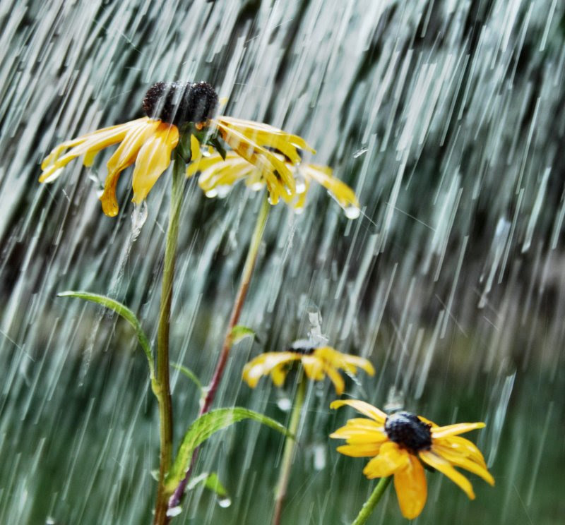 Rudbeckias in the rain
