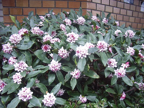 この香り あっ沈丁花 旧2 14 甲申