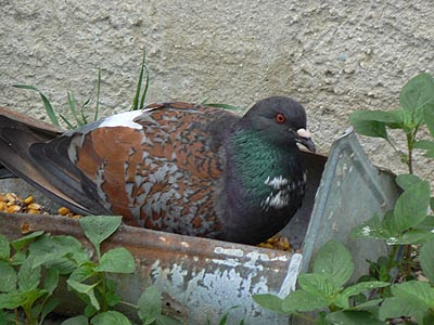 pigeon.jpg
