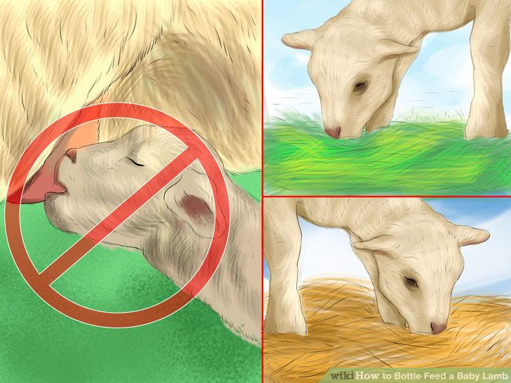 Bottle Feed a Baby Lamb Step 10 Version 2.jpg