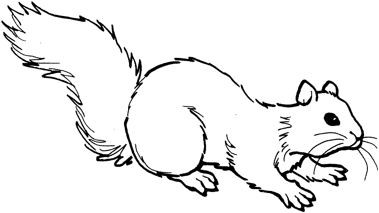 Free Squirrel Coloring Pages Coloring Pages