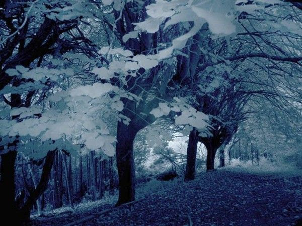 FOND D ECRAN PAYSAGE HIVER