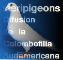nieripigeons