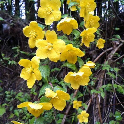 快晴の天気です 鳳凰三山など山梨県の山々は綺麗に見えています 3月9 日の誕生花は山吹です Blog Houougoya Jp