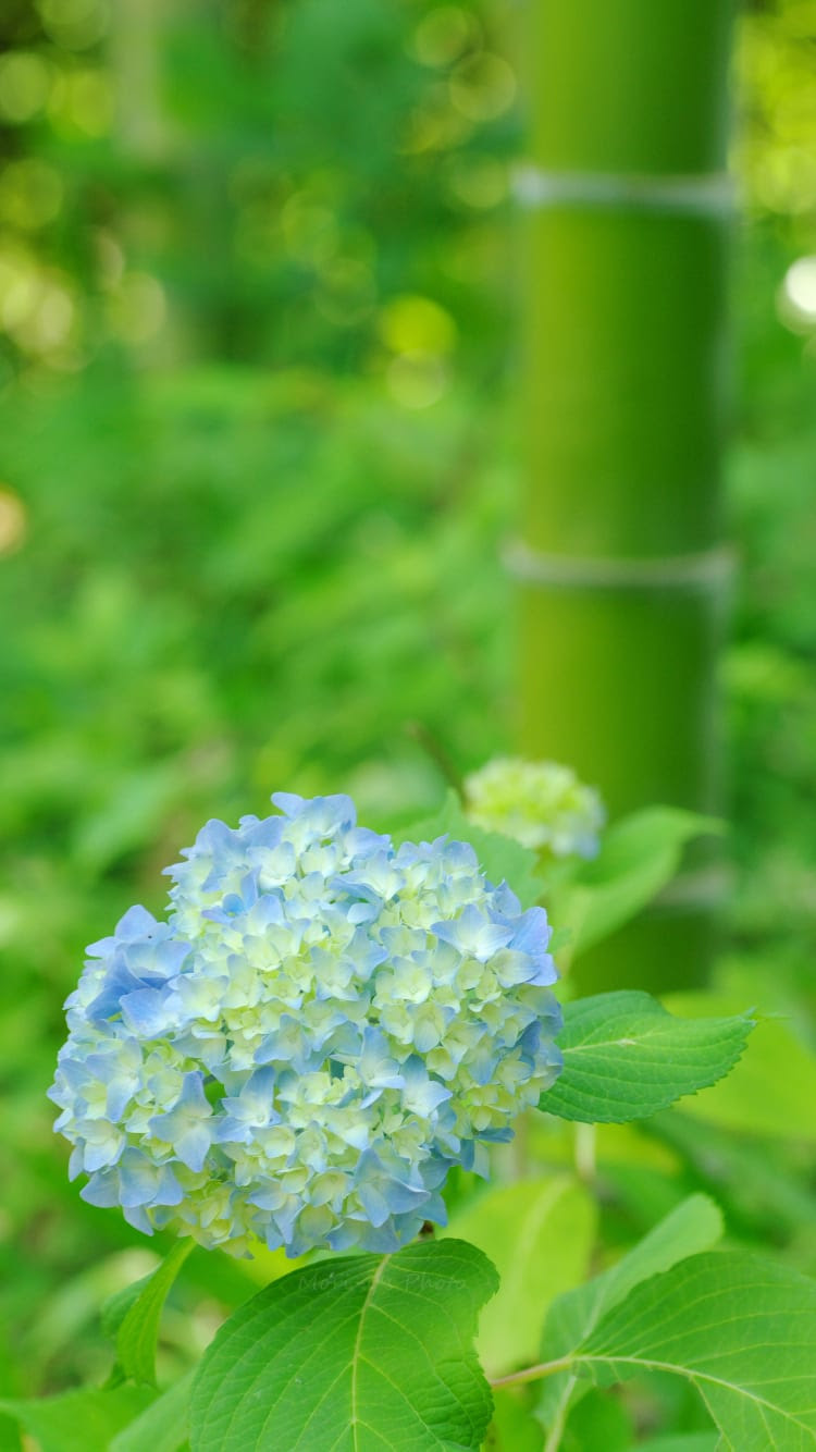 ここからダウンロード 紫陽花壁紙iphone