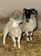 Dolly and Mom