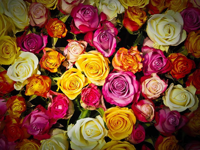 薔薇 バラ の花言葉 色別 ピンク 赤 白 黄 緑 紫 一覧 金魚のおもちゃ箱