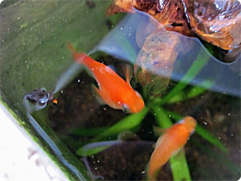 花鳥風月 ほのぼの日和 うちのメダカは赤虫大好き 山野草と花たち