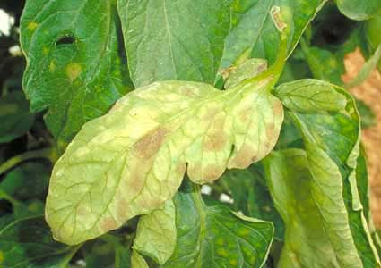 トマト 葉かび病