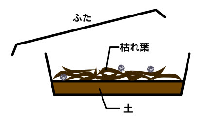 ダンゴムシの飼い方