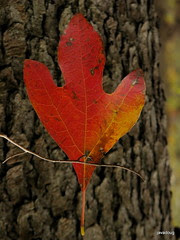 Sassafras leaf in autumn