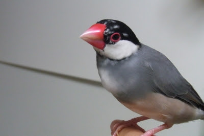 我が家の文鳥 コトリ亭