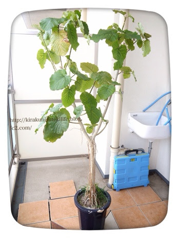 ウンベラータをikeaの自動水やり機能付き植木鉢へ植え替え Kirakuni Sutekilife 北欧 Ikea 無印で子供4人3ldkでも素敵に暮らす