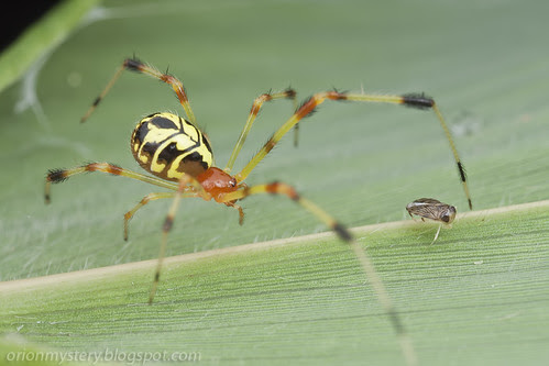 Colorful spider with prey IMG_3385 copy