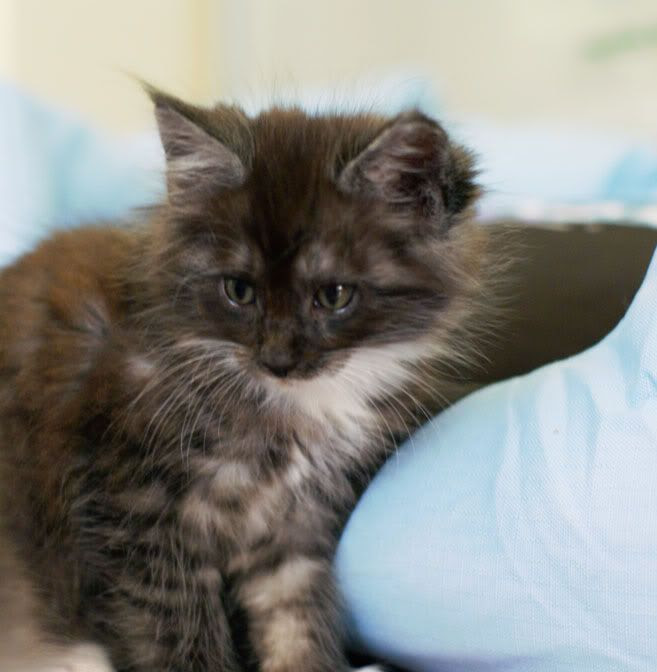 Shantaram's jaktplans-kull, Maine Coon