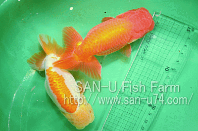 三卯養魚場 金魚 らんちゅう飼育器具販売