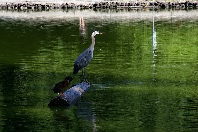 heron, laurelhurst pond