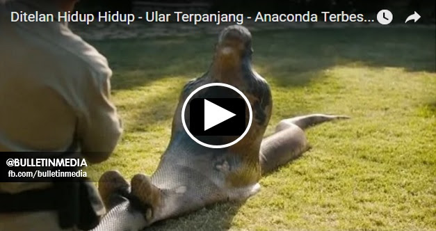 [VIDEO] KEJADIAN TERKINI !! Lelaki Ini Ditelan ANACONDA Dengan Keadaan Sambil TERDUDUK !!! MENAKUTKAN..
