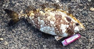 触ると危険 トゲに毒のあるアイゴ 釣りやろうぜ 初心者の為の釣りhow To