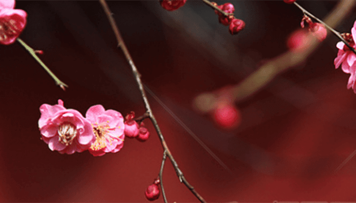 十月开什么花十月有什么花开 天气加