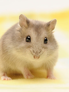 ハムスター ウサギなど じ っとジャンガリアンハムスター の待ち受け画像 壁紙 動物 パラダイス