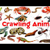 20 Crawling Animals Name for Kids |  रेंगने वाले जानवरों के नाम | Learn Crawling Animals
