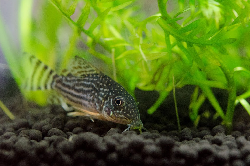 カメラ 山 馬 熱帯魚始めました