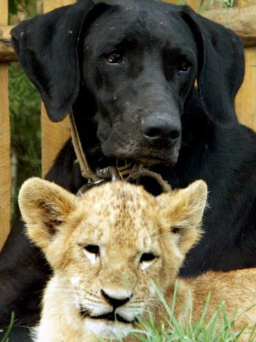 cão e leão