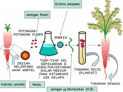 Hewan Dan Tumbuhan Informasi Tentang Hewan Dan Tumbuhan 