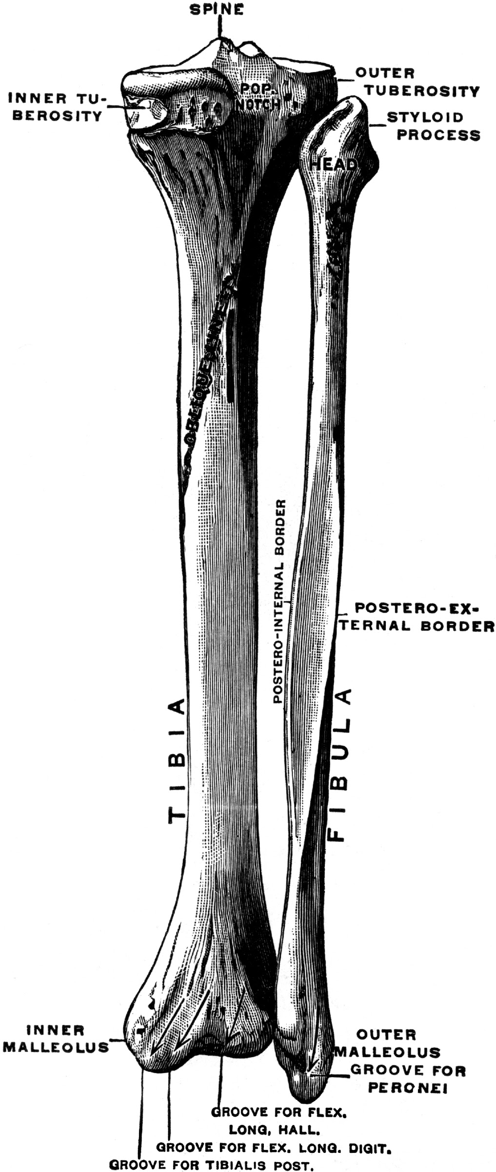 Bones of the Lower Leg | ClipArt ETC