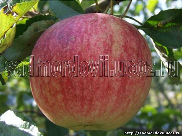 Яблоня Яблочный спас - Сорта яблони - Сорта плодово ...