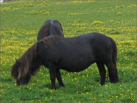 Shetland Pony