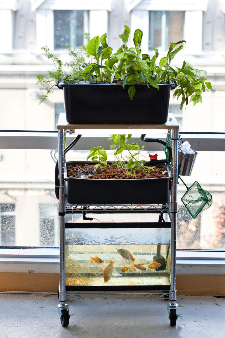 Diy aquaponics with fish tank DIY Small Aquaponics
