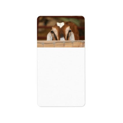 Nubian doe peeking over wooden rail address label
