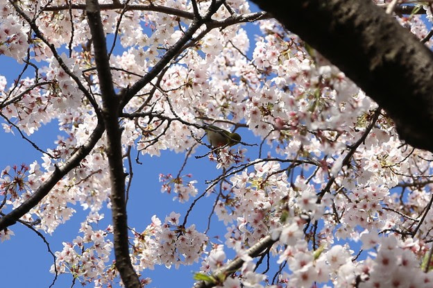 うぐいすと桜 写真共有サイト フォト蔵