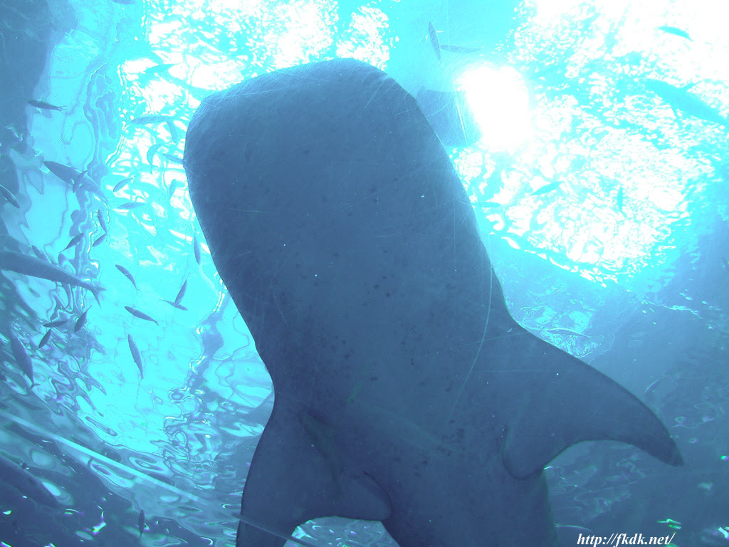 美ら海水族館のくじらの壁紙 風景写真無料壁紙